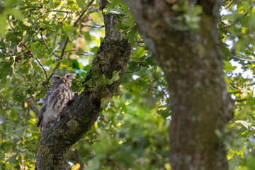 Little Owl Athene noctua in an oak-tree in the evening
