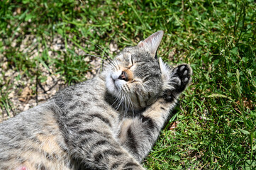 Cute female cat. The cat is rolling in the grass. Adorable young cat enjoys in grass.