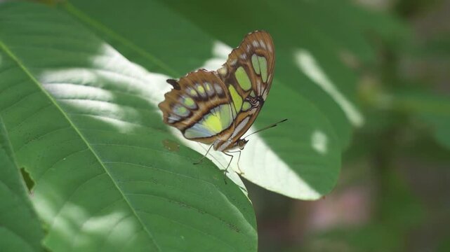 Butterfly on leaf in the sunshine opens the proboscis and wings. Philaethria Dido, the scarce bamboo page or dido longwing