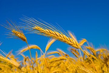 closeup golden summer wheat field under a blue sky