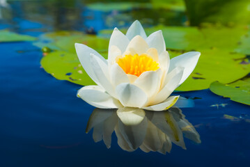 closeup white water lily floating on a water