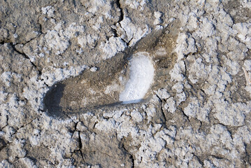 human footprint on dry saline land