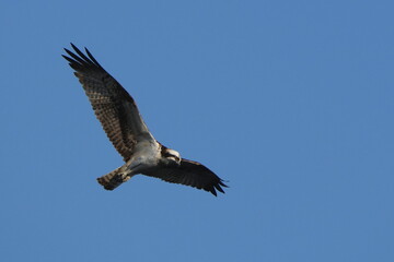 osprey is hunting a fish