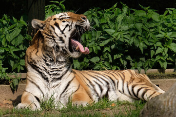 Sibirischer Tiger