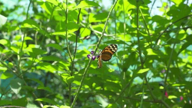 Tropical orange butterfly on a delicate purple flower. Flies away. Footage with a Heliconius Ismenius, tiger longwing butterfly