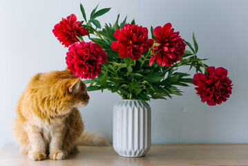 Ginger cat sits beside a white was filled with vibrant red peonies, creating a charming and colorful indoor scene. 