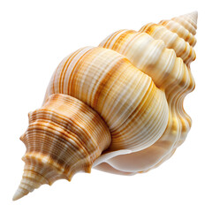 Obraz premium Seashells PNG Photo Overlays - High-Resolution Transparent Overlays and for Creative Projects, Perfect for Photography, Design, and Artistic Enhancements. Generated AI
