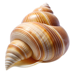 Obraz premium Seashells PNG Photo Overlays - High-Resolution Transparent Overlays and for Creative Projects, Perfect for Photography, Design, and Artistic Enhancements. Generated AI