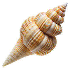 Obraz premium Seashells PNG Photo Overlays - High-Resolution Transparent Overlays and for Creative Projects, Perfect for Photography, Design, and Artistic Enhancements. Generated AI