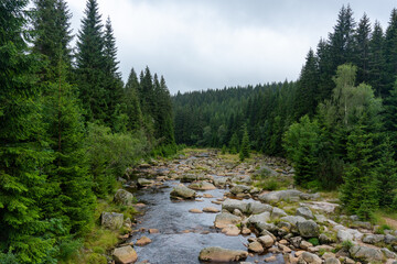 Mountain river in a lowland between tall spruce trees. Green background. Mineral waters. Forest...