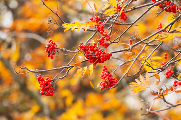 Viburnum branch with red berries and yellow leaves on a sunny autumn day