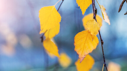 Birch branch with yellow autumn leaves on a blurred background on a sunny day