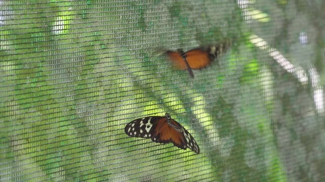 Two butterflies flutter. Golden longwings butterflies, tiger longwings butterflies. Heliconius Ismenius
