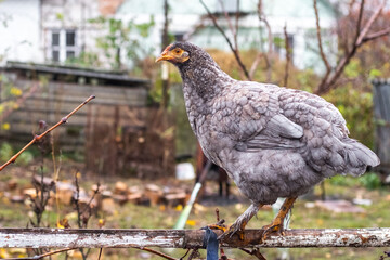 A gray hen sits on a pole in the garden in autumn