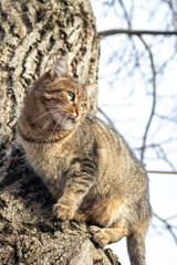 A brown tabby cat sits on a tree trunk in sunny weather