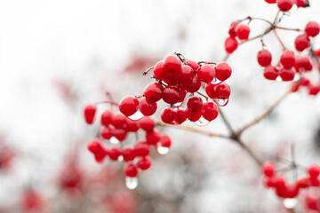 Viburnum branch with wet red berries in rainy weather