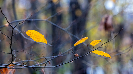 A tree branch with the last autumn leaves in the forest in cloudy weather
