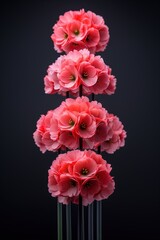 Fototapeta premium Cluster of pink flowers with dark background, vertical arrangement