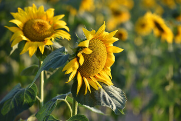 sunflower. Yellow sunflowers, good harvest, bright sunny flower. farming, vegetable garden, field,...