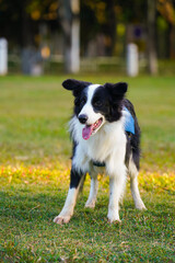 Black Border Collie running on the grass in the park