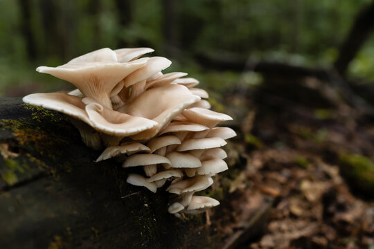 Group of flavorful Pleurotus ostreatus mushrooms colonizing a moss and lichen-laden fallen tree in the woodland.