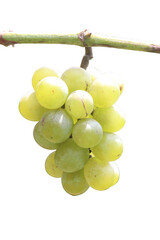 Grapes on tree in farm for harvest