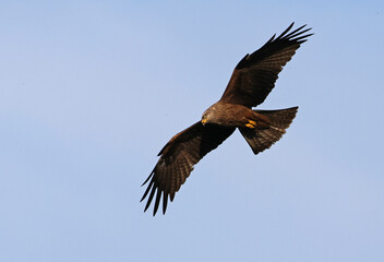 Obraz premium Stunning adult black kite (Milvus migrans) in flight with cloudy sky background. Flying bird of prey, wings wide open, with vibrant colors and space for text. Taken in Asturias., Spain.