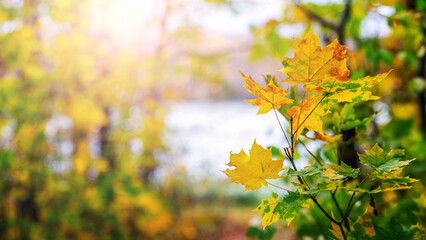 Yellow maple leaves on a tree near the river on a sunny autumn day