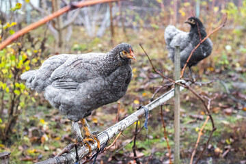 A gray hen sits on a pole in the garden in autumn