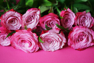 Bouquet of pink roses with water drops on a pink background