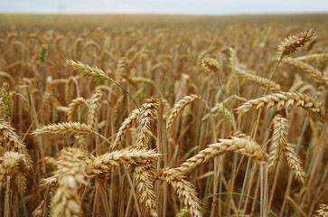 Wheat field close-up in non-sunny weather