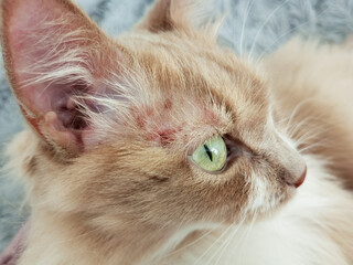 Allergy on the face of a beige cat close-up.