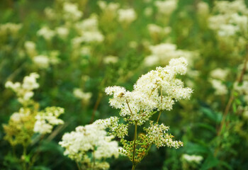 White wild flowers close up against a green forest background