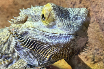 Portrait of a central bearded dragon