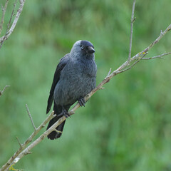 A Western Jackdaw sitting on a small branch