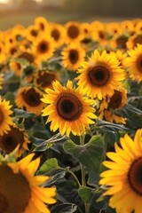 Fototapeta premium A field of sunflowers with a single sunflower in the foreground. The sunflower is the main focus of the image, and the rest of the sunflowers are in the background. Concept of warmth and happiness
