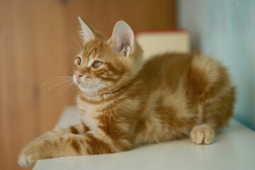 Resting cat. Kurilian Bobtail breed. Portrait, ginger young kitty, cute domestic pet, home interior.