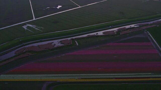 Aerial view of colorful tulip fields and winding canal at sunset, Workum, Friesland, Netherlands.