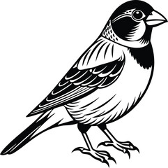 Obraz premium Black and white finch silhouette