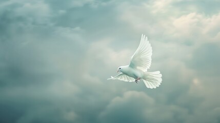 dove in the sky