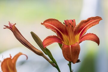 orange tiger lily