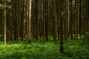 Enchanting forest with lush trees, sunbeams filtering through the foliage, and a peaceful atmosphere. A perfect natural escape, rich in biodiversity, serenity, and the magic of the wild