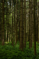 Enchanting forest with lush trees, sunbeams filtering through the foliage, and a peaceful atmosphere. A perfect natural escape, rich in biodiversity, serenity, and the magic of the wild