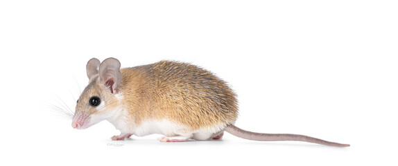 Cute light brown Cairo spiny mouse aka acomys cahirinus, standing side ways. Looking side ways away from camera. Isolated on a white background.