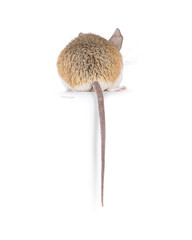 Cute light brown Cairo spiny mouse aka acomys cahirinus, sitting backwards on edge with tail hanging down. No face. Isolated on a white background.