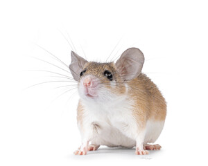 Cute light brown Cairo spiny mouse aka acomys cahirinus, standing diagonal. Looking straight ahead beside camera. Clise up of whiskers. Isolated on a white background.