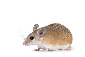 Cute light brown Cairo spiny mouse aka acomys cahirinus, standing side ways. Looking straight ahead side ways showing profile. Isolated on a white background.