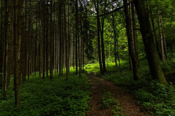 Enchanting forest with lush trees, sunbeams filtering through the foliage, and a peaceful atmosphere. A perfect natural escape, rich in biodiversity, serenity, and the magic of the wild