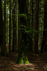 Enchanting forest with lush trees, sunbeams filtering through the foliage, and a peaceful atmosphere. A perfect natural escape, rich in biodiversity, serenity, and the magic of the wild