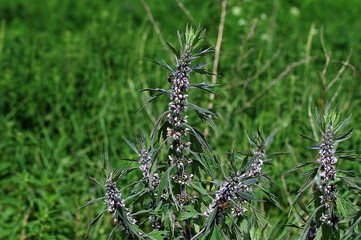 Leonurus cardiaca, medicinal plant. Mother wort, throw wort.